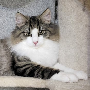 chaton Norvégien brown mackerel tabby & blanc Arès Chatterie Des Petits Vikings