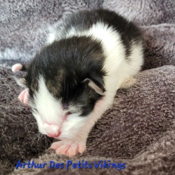 chaton Norvégien Arthur Des Petits Vikings Chatterie Des Petits Vikings chaton Norvégien Arthur Des Petits Vikings Chatterie Des Petits Vikings