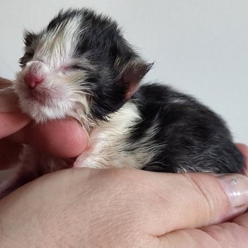 chaton Norvégien Arthur Des Petits Vikings Chatterie Des Petits Vikings chaton Norvégien Arthur Des Petits Vikings Chatterie Des Petits Vikings