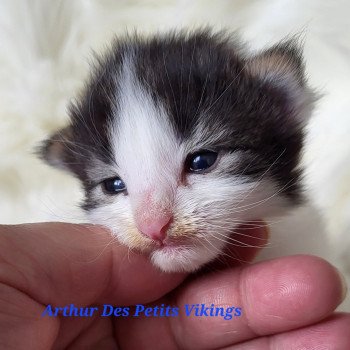 chaton Norvégien brown tabby & blanc Arthur Chatterie Des Petits Vikings chaton Norvégien brown tabby & blanc Arthur Chatterie Des Petits Vikings