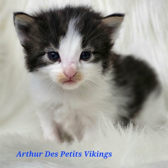 Arthur Des Petits Vikings Mâle Norvégien
