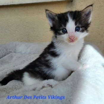 chaton Norvégien brown tabby & blanc Arthur Chatterie Des Petits Vikings chaton Norvégien brown tabby & blanc Arthur Chatterie Des Petits Vikings