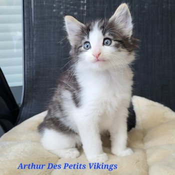 chaton Norvégien brown tabby & blanc Arthur Chatterie Des Petits Vikings