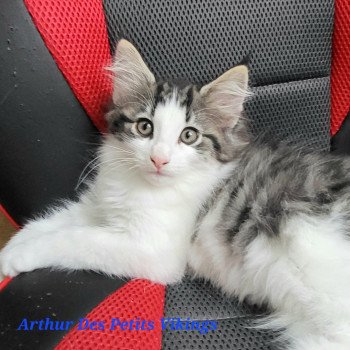 chaton Norvégien brown mackerel tabby & blanc Arthur Chatterie Des Petits Vikings
