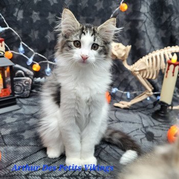 chaton Norvégien brown mackerel tabby & blanc Arthur Chatterie Des Petits Vikings