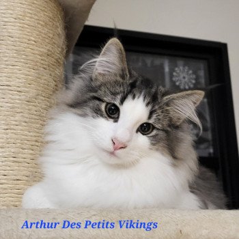 chaton Norvégien brown mackerel tabby & blanc Arthur Chatterie Des Petits Vikings
