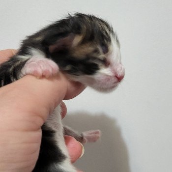 chaton Norvégien Azure Des Petits Vikings Chatterie Des Petits Vikings chaton Norvégien Azure Des Petits Vikings Chatterie Des Petits Vikings