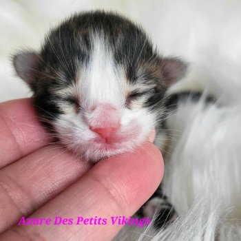 chaton Norvégien Azure Des Petits Vikings Chatterie Des Petits Vikings chaton Norvégien Azure Des Petits Vikings Chatterie Des Petits Vikings