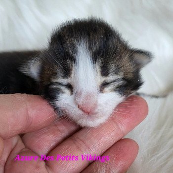 chaton Norvégien Azure Des Petits Vikings Chatterie Des Petits Vikings