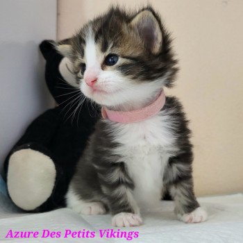 chaton Norvégien Azure Chatterie Des Petits Vikings