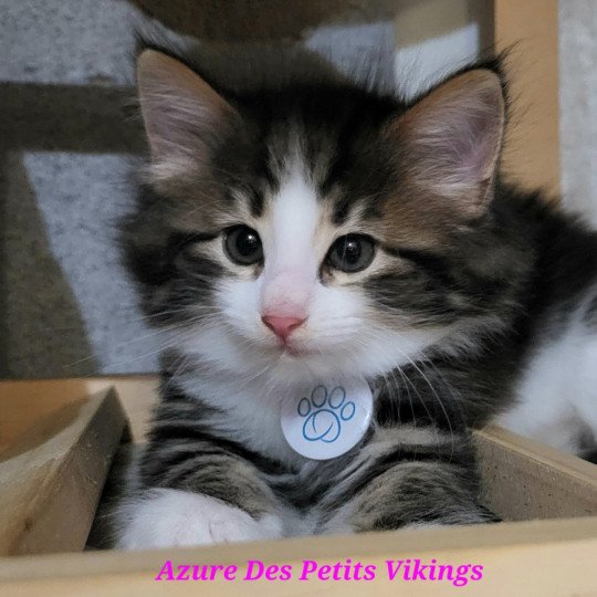 Azure Des Petits Vikings Femelle Norvégien