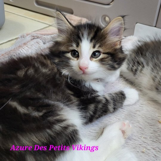 Azure Des Petits Vikings Femelle Norvégien