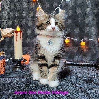 chaton Norvégien brown blotched tabby & blanc Azure Chatterie Des Petits Vikings chaton Norvégien brown blotched tabby & blanc Azure Chatterie Des Petits Vikings