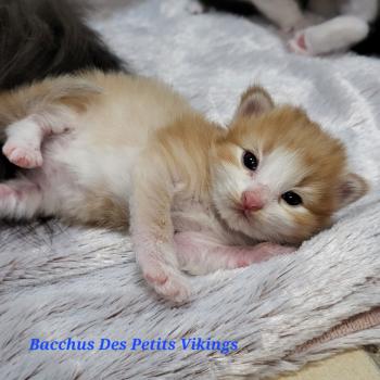chaton Norvégien Bacchus Chatterie Des Petits Vikings