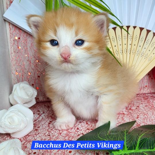 Bacchus Des Petits Vikings Mâle Norvégien