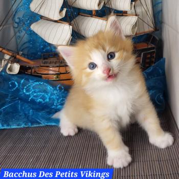 chaton Norvégien red mackerel tabby & blanc Bacchus Chatterie Des Petits Vikings