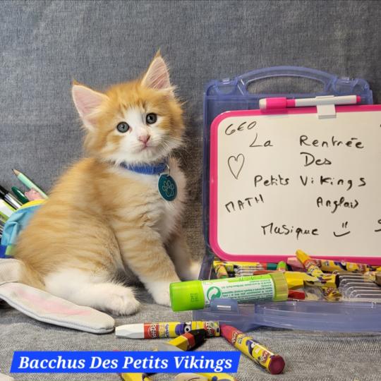 Bacchus Des Petits Vikings Mâle Norvégien