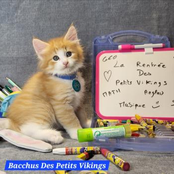 chaton Norvégien red mackerel tabby & blanc Bacchus Chatterie Des Petits Vikings