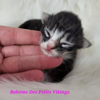 chaton Norvégien Bohême Des Petits Vikings Chatterie Des Petits Vikings