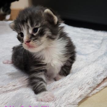 chaton Norvégien Bohême Chatterie Des Petits Vikings