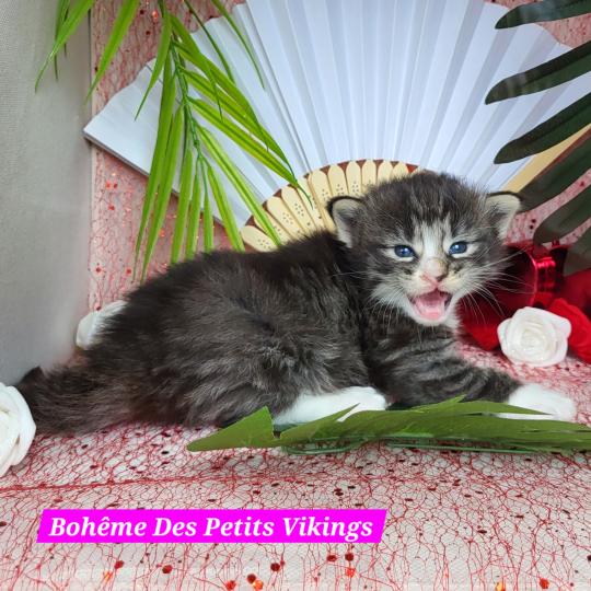 Bohême Des Petits Vikings Femelle Norvégien