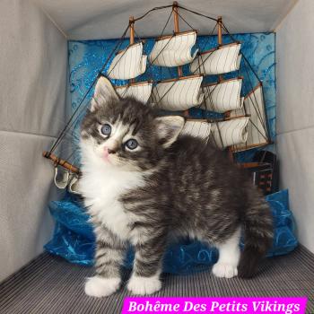 chaton Norvégien brown mackerel tabby & blanc Bohême Chatterie Des Petits Vikings