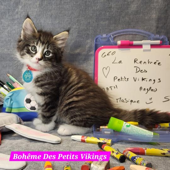Bohême Des Petits Vikings Femelle Norvégien