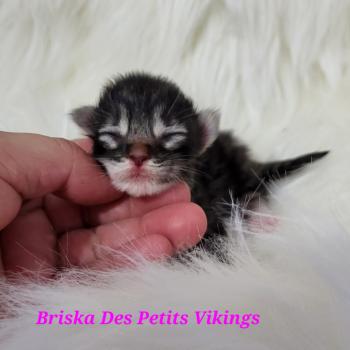 chaton Norvégien Briska Des Petits Vikings Chatterie Des Petits Vikings