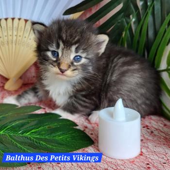 chaton Norvégien Balthus Chatterie Des Petits Vikings