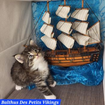 chaton Norvégien brown mackerel tabby & blanc Balthus Chatterie Des Petits Vikings