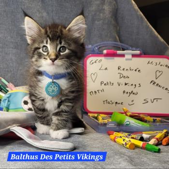 chaton Norvégien brown mackerel tabby & blanc Balthus Chatterie Des Petits Vikings