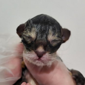 chaton Norvégien Chaton 4 Chatterie Des Petits Vikings chaton Norvégien Chaton 4 Chatterie Des Petits Vikings