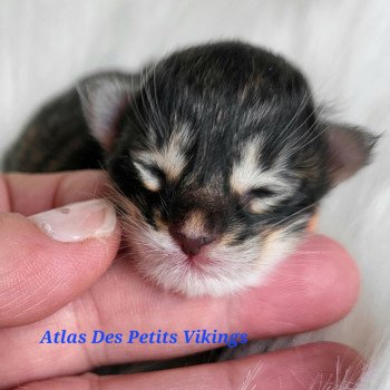 chaton Norvégien Atlas Des Petits Vikings Chatterie Des Petits Vikings chaton Norvégien Atlas Des Petits Vikings Chatterie Des Petits Vikings