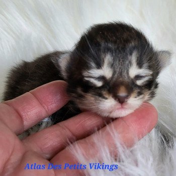 chaton Norvégien Atlas Des Petits Vikings Chatterie Des Petits Vikings