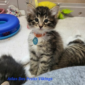 chaton Norvégien Atlas Chatterie Des Petits Vikings