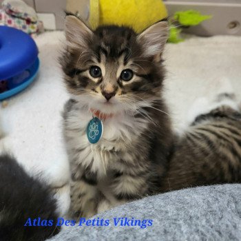 chaton Norvégien Atlas Chatterie Des Petits Vikings