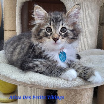 chaton Norvégien brown mackerel tabby & blanc Atlas Chatterie Des Petits Vikings chaton Norvégien brown mackerel tabby & blanc Atlas Chatterie Des Petits Vikings