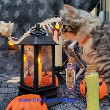 chaton Norvégien brown mackerel tabby & blanc Atlas Chatterie Des Petits Vikings chaton Norvégien brown mackerel tabby & blanc Atlas Chatterie Des Petits Vikings