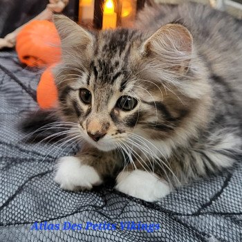 chaton Norvégien brown mackerel tabby & blanc Atlas Chatterie Des Petits Vikings chaton Norvégien brown mackerel tabby & blanc Atlas Chatterie Des Petits Vikings