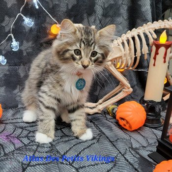 chaton Norvégien brown mackerel tabby & blanc Atlas Chatterie Des Petits Vikings chaton Norvégien brown mackerel tabby & blanc Atlas Chatterie Des Petits Vikings