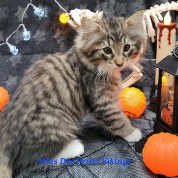 chaton Norvégien brown mackerel tabby & blanc Atlas Chatterie Des Petits Vikings chaton Norvégien brown mackerel tabby & blanc Atlas Chatterie Des Petits Vikings