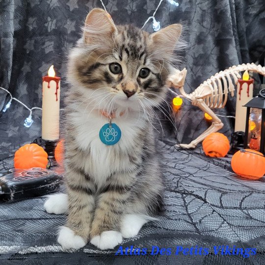 Atlas Des Petits Vikings Mâle Norvégien