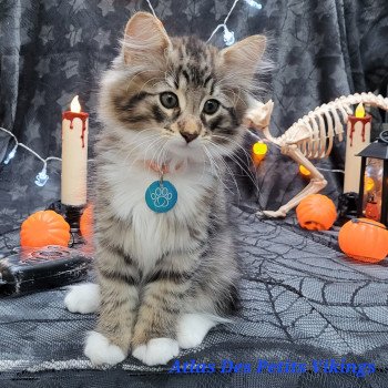 chaton Norvégien brown mackerel tabby & blanc Atlas Chatterie Des Petits Vikings chaton Norvégien brown mackerel tabby & blanc Atlas Chatterie Des Petits Vikings