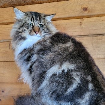 chat Norvégien brown blotched tabby & blanc EE*Léonidas Of Norrand Star Chatterie Des Petits Vikings