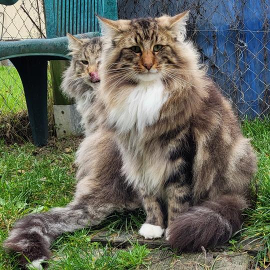 EE*Léonidas Of Norrand Star Mâle Norvégien