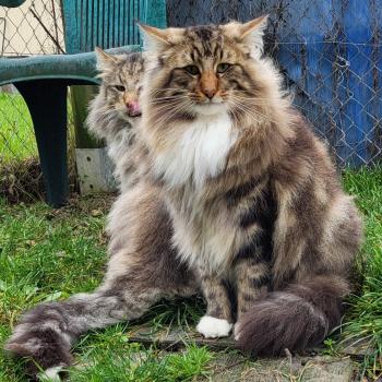 chat Norvégien brown blotched tabby & blanc EE*Léonidas Of Norrand Star Chatterie Des Petits Vikings