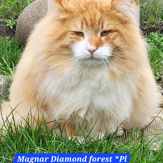 Magnar Diamond Forest*PL Mâle Norvégien