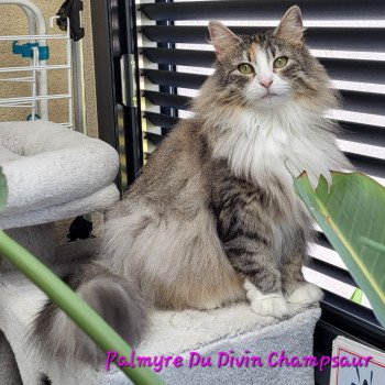 chat Norvégien black tortie silver mackerel tabby & blanc Palmyre Du Divin Champsaur Chatterie Des Petits Vikings chat Norvégien black tortie silver mackerel tabby & blanc Palmyre Du Divin Champsaur Chatterie Des Petits Vikings