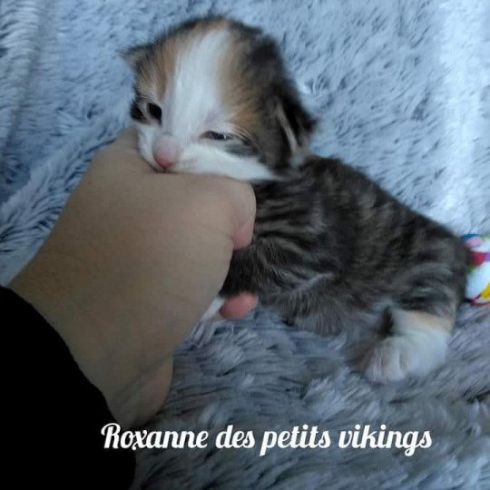 Roxanne Des Petits Vikings Des Petits Vikings Femelle Norvégien