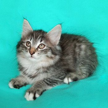 chaton Norvégien brown mackerel tabby & blanc Thalys Des Petits Vikings Chatterie Des Petits Vikings chaton Norvégien brown mackerel tabby & blanc Thalys Des Petits Vikings Chatterie Des Petits Vikings
